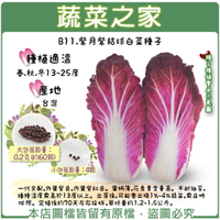 【蔬菜之家】B11.紫月紫結球白菜種子4顆、0.2克(約60顆)(共有2種包裝可選)