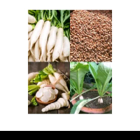 biji benih lobak putih radish