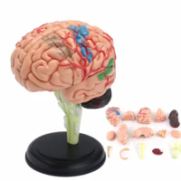 4D Human Anatomical Brain Model Anatomy Medical Teaching Tool Toy Statues Sculptures Medical School Use 7.2*6*10cm