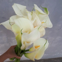 Bunga Calalily Putih (Bunga Potong Segar JAKARTA)