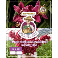 Bibit Premium Bunga Anggrek Cymbidium Beauty Red | Biji Benih Bunga Anggrek Cymbidium Beauty Red | B