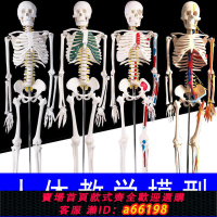 【台灣公司 可開發票】85cm170人體骨骼模型骨架大白成人骷髏教學脊椎全身骨頭醫用小白
