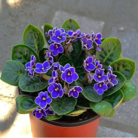 西西,精品.雜貨店-紫羅蘭盆栽花種子 草桂花富貴花種子