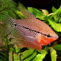 Sepat Mutiara Size 5cm