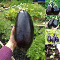 Purple Big Eggplant Seeds (200 Pcs/Pack) Organic Vegetable Big Melongena Seeds for Garden Plant Seed