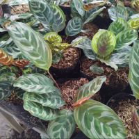 Tanaman Hias Calathea Makoyana - Tanaman Calathea Makoyana By CAH FLOR