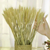 100pcs Dried Wheat Bouquet Bundles,Natural Ear of Wheat Grain Flowers Dry Grass Bunch DIY Arrangements Wedding Store Decorative
