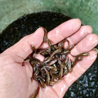 Hiasan Kolam Ikan Gabus Isi 100 Ekor