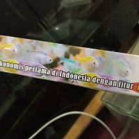 lampu akuarium ikan auranti