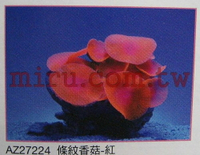 【西高地水族坊】AZOO霓虹螢光珊瑚 條紋香菇珊瑚(綠,紅,粉色,黃)