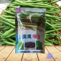 500 GRAM BENIH BUNCIS BEBY KENYA BATIK KEMASAN ORIGINAL PABRIK Tanaman Bibit