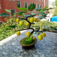 仿真水果小盆景桃子樹檸檬樹桔子樹盆栽家居客廳裝飾假花擺設模型
