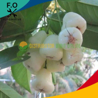 Bibit jambu air camplong atau putih hasil okulasi
