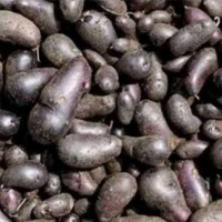 KENTANG HITAM KENTANG BULU HITAN 1KG