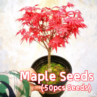ปลูกได้ทั้งปี 50 เมล็ด ต้นเมเปิ้ลแดง เมล็ดพันธุ์ Red Maple Bonsai Tree Seeds Red Maple Plants Seeds 