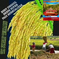(5kg)BENIH PADI SUPER UNGGUL TRISULTAN HASIL PANEN MELIMPAH PETANI SENANG Tanaman