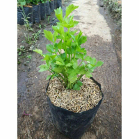 Tanaman Sayur Seledri Bibit Tanaman Daun Seledri/Celery