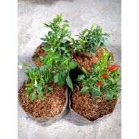 Bibit pohon cabe rawit cabe isi 4 setan murah