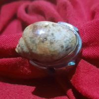 BATU AKIK FOSIL KEONG / KEONG BUNTET