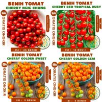 BERKEBUN TERBANYAK Benih Tomat Cherry Merah Kuning Bibit Ceri Known You Seed Sayuran Tomat Cerry Gol