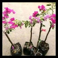 pohon Bougenville bunga ungu/ tanaman hias bunga Bougenville