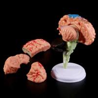 D5QC 4D Disassembled Anatomical Human Brain Model Anatomy Teaching Tool Statues Sculptures School Use