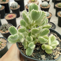 sekulen bearpaw varigata