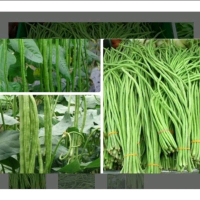 Hạt giống Đậu đũa 30H