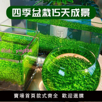 水草種子水草泥生態家用創意魚缸玻璃瓶水培植物四季造景魚缸小型
