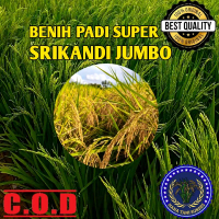 Benih padi bibit padi SRIKANDI JUMBO super Berkualitas