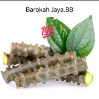 per 50cm Brotowali/batrawali rempah untuk menyapih asih/sapih pait segar fres siap kirim Rametuk01