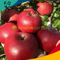 Bibit apel merah berkuwalitas