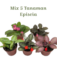 Promo paket hemat 5 jenis tanaman hias episcia / Bunga episcia / Bunga episcia cupreata Tanaman