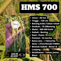 BENIH PADI HMS 700 F2 SUPER UNGGUL KEMASAN 1KG Bibit