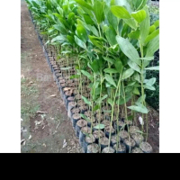 Bibit Akasia Mangium Daun Lebar 30-40 cm Bibit Pohon Akasia Cepat Tumbuh untuk Taman dan Hutan
