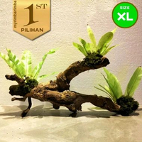 Kadaka Hutan Media Kayu XL Tanaman Air Paludarium Aquascape Ikan Hias -