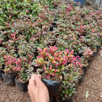 Tanaman Hias Krokot Merah Panas - Krokot Merah - Outdoor