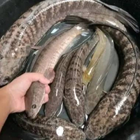 Ikan Kutuk / Gabus Hidup 1 kg