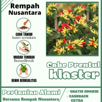 20 BIBIT/BENIH CABE RAWIT PRENTUL KLASTER KUALITAS SUPER