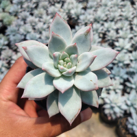 kaktus dan sukulen / Echeveria colorata mxican giant