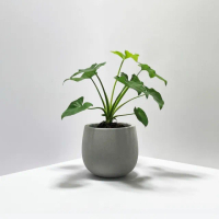 【原植】小天使蔓綠絨(送禮 室內 植物 植栽)