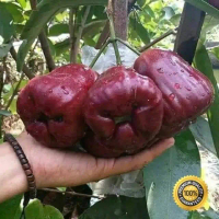 Bibit jambu air dalhari super manis Siap tanam Cocok Di Pot/ Cocok Tanam Langsung cepat berbuah