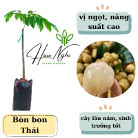 Cây giống Bòn bon Thái (bòn bon ngọt), năng suất cao, cây bòn bon