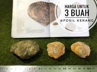 Fosil Kerang B25 atau Fosil Keong atau Fosil Kijing atau Kol Buntet