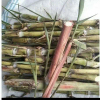 Paket 100 Batang Bibit Tebu Telor atau Terubuk Hasil Stek Siap Tanam untuk Pertanian Rumah Tangga