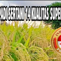 Benih padi sertani 14 super kualitas unggul