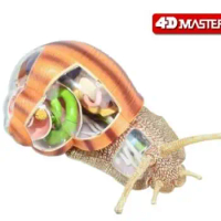 4D Master snail specimen anatomy model biology course teaching AIDS