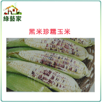 【綠藝家】G04.糯玉米(黑美珍)種子15顆