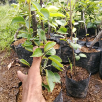 Bibit Buah-Buahan Peer Cangkok