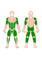 FBT Body Sculpture บูลกาเลียนแบ็ค รุ่น 832
